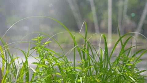 Long grass swinging on the wind in slow motion 180fps Stockbeeldmateriaal 158978666