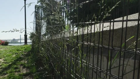 Long grass is tall against a temporary fence and the backdrop of the Manhatt Stock Footage 242307481