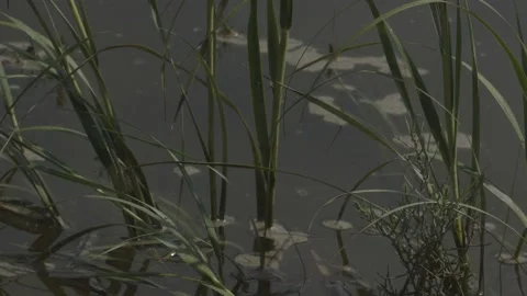 Long Grass In The Water Video stock 138281654
