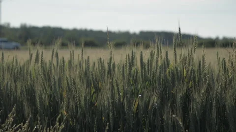 Long Grass Waving Video stock 157462044