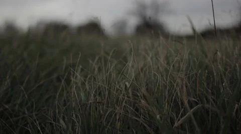 Long Grass Waving In Wind 01 (Superflat) Video stock 57118750