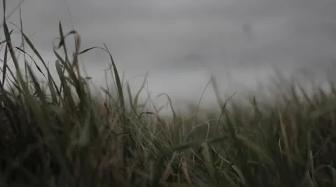 Long Grass Waving In Wind 02 (Superflat) Video stock 57118713