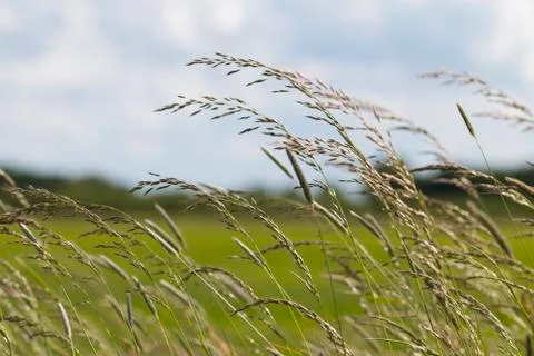 Long grass waving in the wind Stock Photos