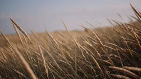 Long Grass Wavying on Wind at Sunset Stock Footage 138605056