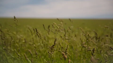 Long Grass In The Wind 1 Stock Footage 51438310