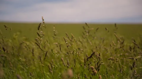 Long Grass In The Wind 2 Stock Footage 51438872