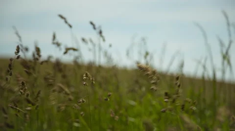Long Grass In The Wind 3 Stock Footage 51439161