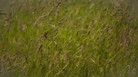 Long Grass In The Wind 4 Stock Footage 51439961