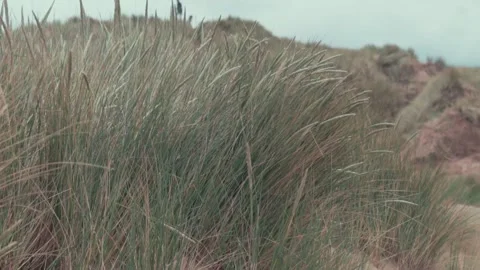Long grass in wind at beach in slow mo Stock Footage 132540784