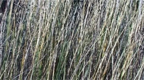Long grass in wind Stock Footage 275598