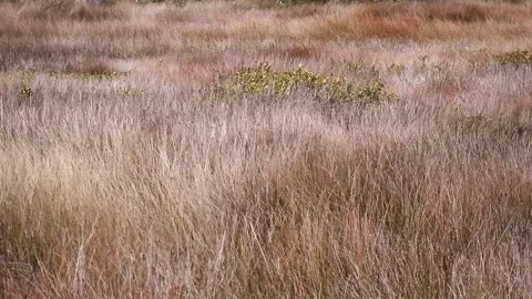 Long Grass In The Wind Stock Footage 149350798