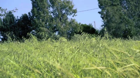 Long grass in wind Stock Footage 152216996