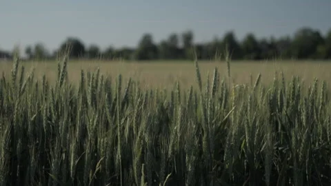 Long Grass in the Wind Video stock 157461923