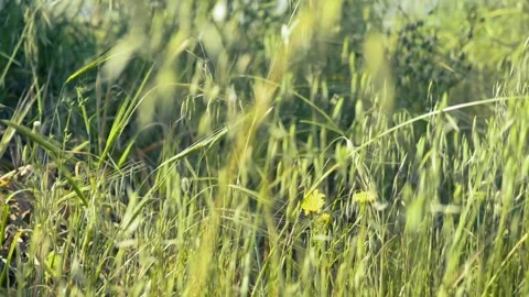 Long Grass In Wind In Hot Mediterranean Country in 50fps 1080p Stock Footage 152209610