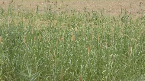 The long grass in the winds and the gusts Stock Footage 111887374
