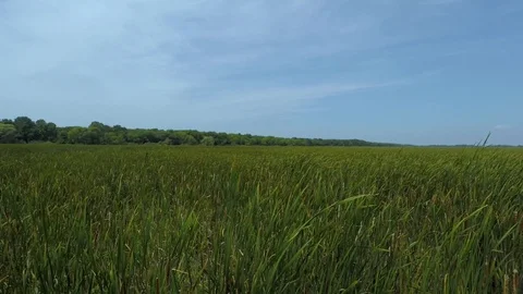 Long grasses Stock Footage