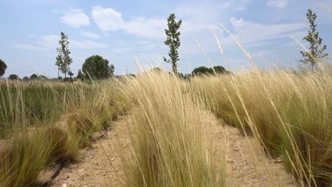 Long grasses moving with the wind Stock-Footage 98203954