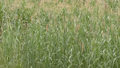 The long grassy crops of the grains Stock Footage 111887259
