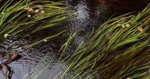 Long green algae in the river stream  Stock-Footage 139118826