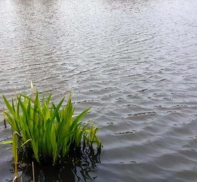 Long green grass on the background with dark water. background, calmness, Space Stock Photos