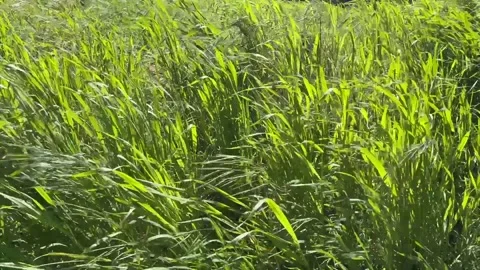 Long green grass blowing in the wind Stock Footage 318626634