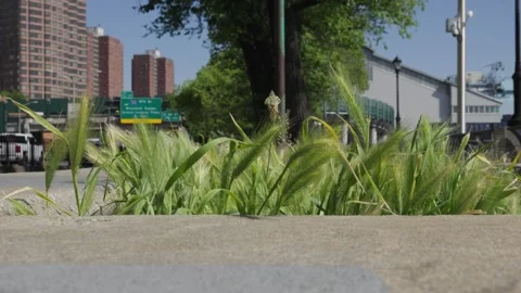 Long green grass buds float and wave against the wind with the backdrop of a Stock Footage 242307697