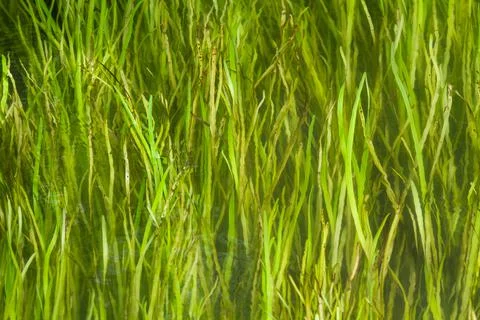 Long green grass meanders in the river Stock Photos