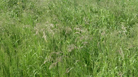 Long green grass moving in the wind Stock Footage 38002056