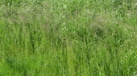 Long green grass moving in the wind Stock Footage 38002116