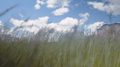 Long green grass moving in the wind on the island of Mindoro in the Philippines Video stock 91523828
