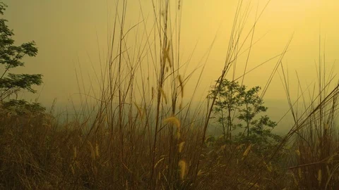 Long Green Grass Moving in the Wind, Bandung, West Java, Indonesia Stock Footage 92789925