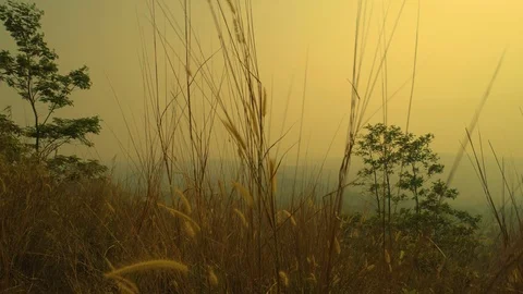 Long Green Grass Moving in the Wind, Bandung, West Java, Indonesia 스톡 동영상 92790014
