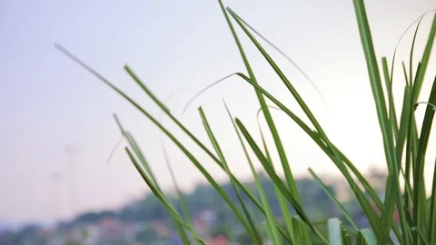 Long Green Grass Moving in the Wind, Bandung, West Java, Indonesia Stock Footage 92955741
