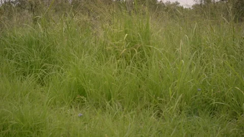 Long Green Grass - ready for mowing Stock Footage 239034508