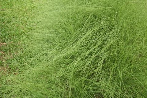 The long green grass texture Stock Photos