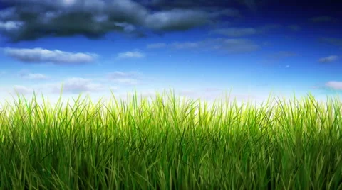 Long green grass waving over blue timelapsed sky. Loopable. Stock Footage 54837167