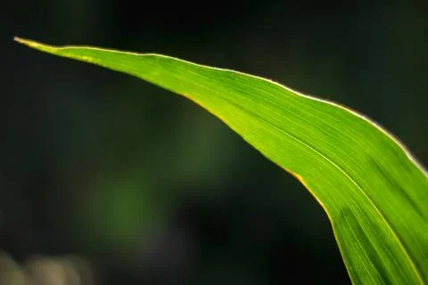Long green leaf of corn. Stock Photos