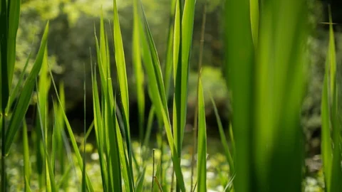 Long green leaf 스톡 동영상 89884553