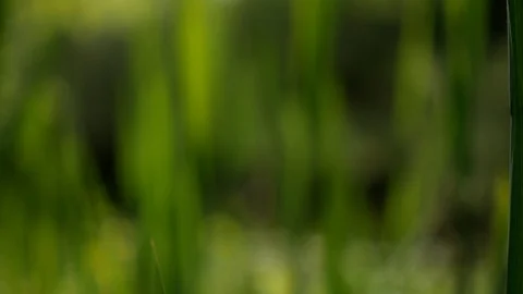 Long green leaf 스톡 동영상 89884669