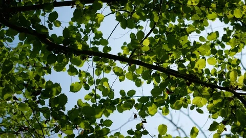 Long green leaf 스톡 동영상 89930774