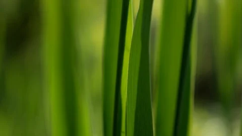 Long green leaf 스톡 동영상 89932715