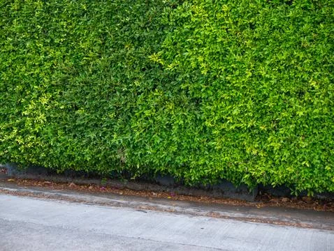 Long green leaf hedge wall behind concrete sidewalk and road, urban landsca.. Stock-Fotos