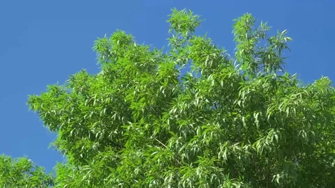 Long green leaves of tree in wind Vidéo 336382383