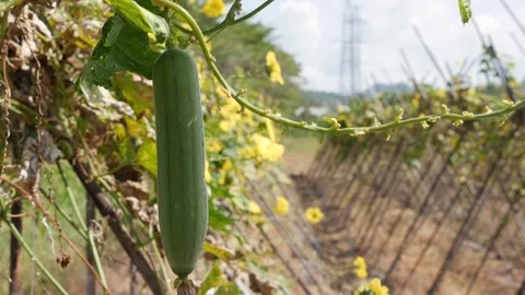 Long green luffa fruit hangs among broad leaves while open farm fields and a Stock-Footage 325849512