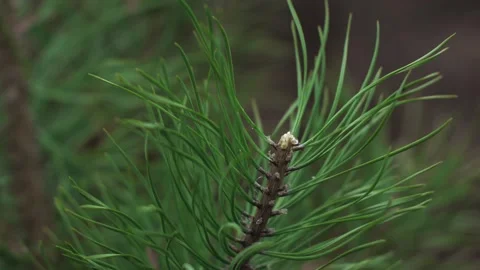 Long green needles of a coniferous tree branch close-up. pine or spruce Stock Footage 322776215