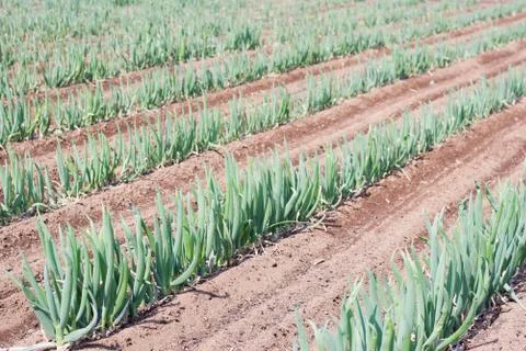 Long green onion farm Stock Photos