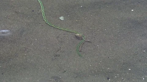 Long Green Paddle Worm crawls past sea slug in shell on sandflat, close up Stock Footage 145560421