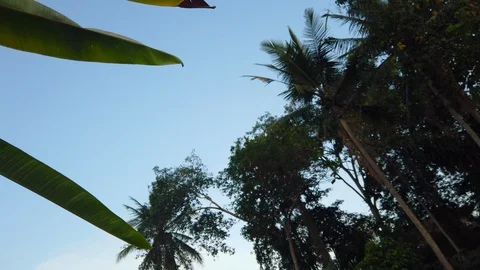 Long green palm tree leafs in blue sky, slomo, 4K Video stock 120982579