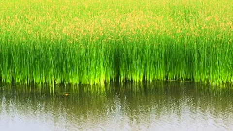 Long green plant Stock Footage 298915064