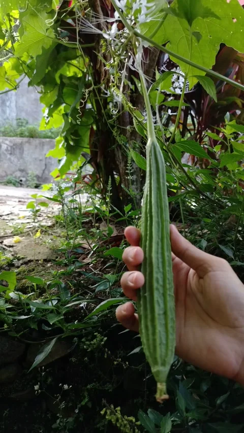 A long, green, ribbed angled luffa gourd hanging on a vine in an outdoor garden Vidéo 332830082